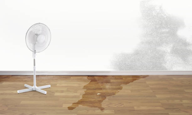 Best Mold Prevention and Remediation in USA
